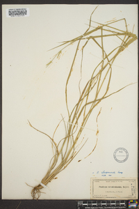 Panicum chapmanii image