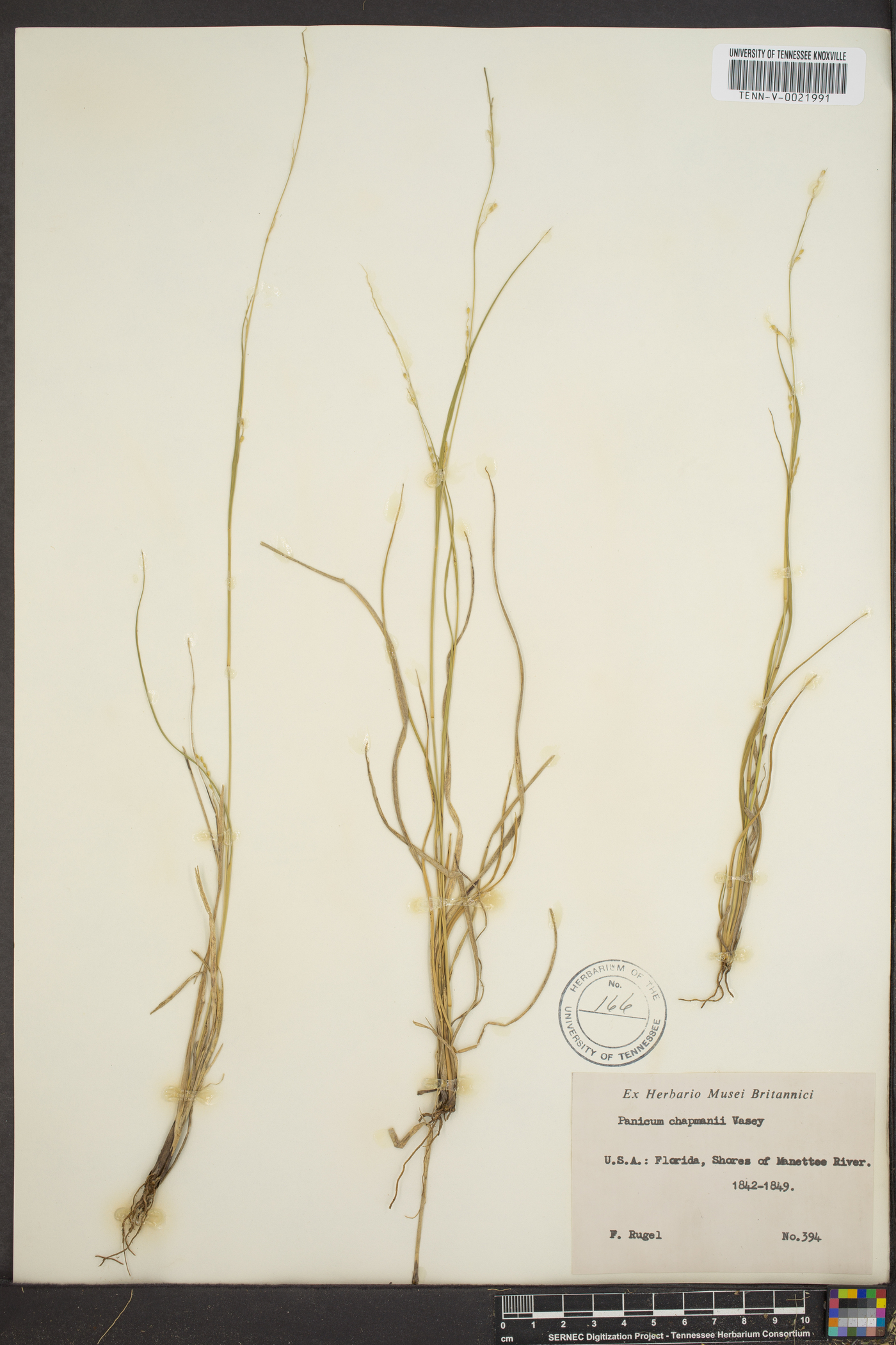 Panicum chapmanii image