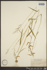 Panicum clutei image