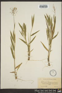Anthaenantia villosa image