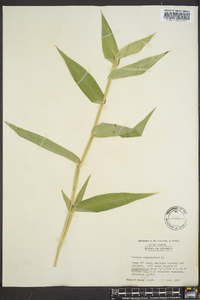 Panicum clandestinum image