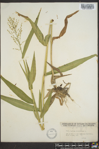 Panicum clandestinum image