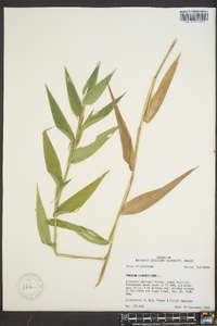 Panicum clandestinum image