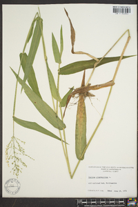 Panicum clandestinum image