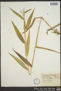 Panicum clandestinum image