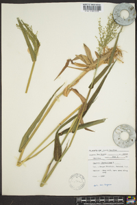 Panicum clandestinum image