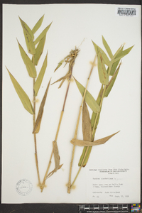 Panicum clandestinum image