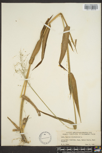 Panicum clandestinum image