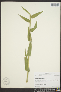 Panicum clandestinum image