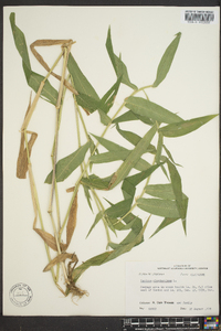 Panicum clandestinum image