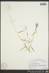 Dichanthelium acuminatum subsp. columbianum image