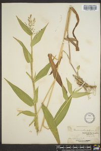 Panicum clandestinum image