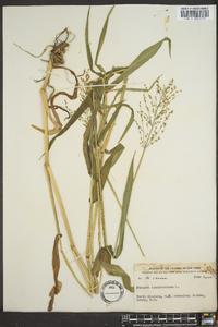 Panicum clandestinum image