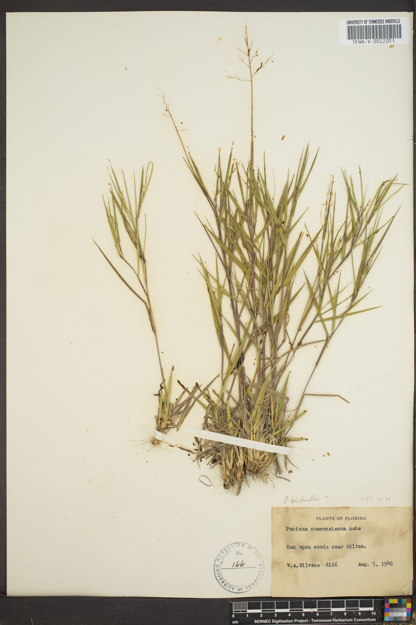 Panicum commonsianum image