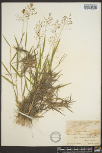 Panicum commonsianum image