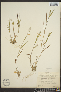 Dichanthelium acuminatum subsp. columbianum image