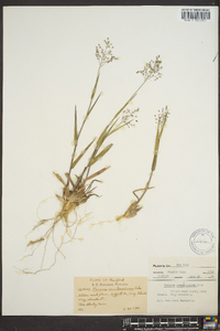 Panicum commonsianum image