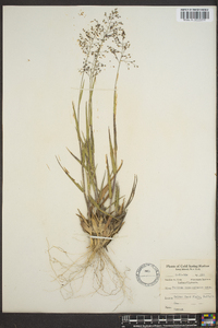 Panicum commonsianum image