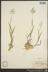 Dichanthelium acuminatum subsp. columbianum image