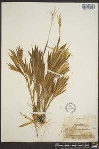 Panicum commonsianum image