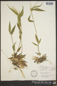 Panicum commutatum image