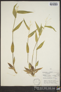 Panicum commutatum image