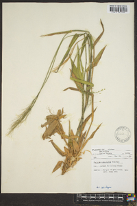 Panicum commutatum image