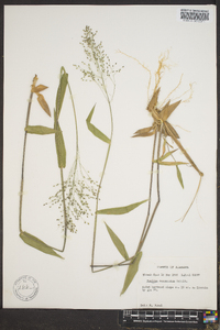 Panicum commutatum image