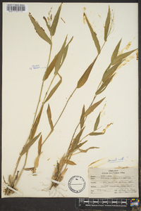 Panicum commutatum image