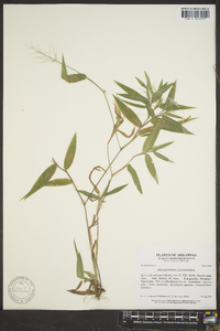 Panicum commutatum image