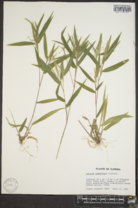 Panicum commutatum image