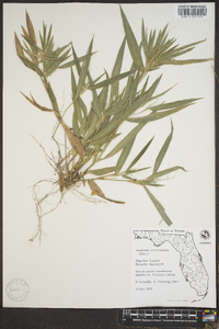 Panicum commutatum image