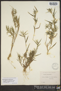 Panicum commutatum image