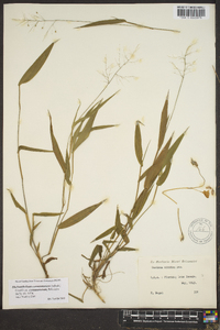 Panicum commutatum image