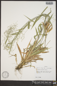 Panicum commutatum image