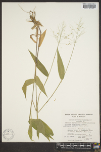 Panicum commutatum image