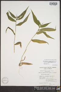 Panicum commutatum image