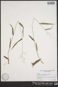 Panicum commutatum image