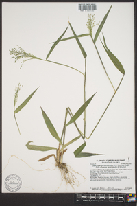 Panicum commutatum image