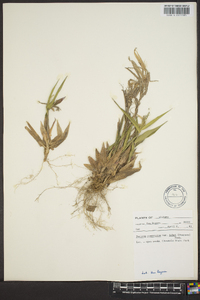 Panicum commutatum image