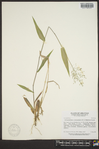 Panicum commutatum image