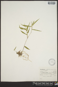 Panicum commutatum image