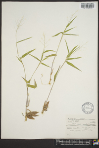 Panicum commutatum image