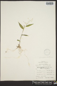 Panicum commutatum image