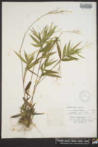 Panicum commutatum image