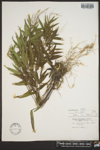 Panicum commutatum image