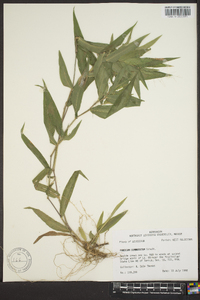 Panicum commutatum image