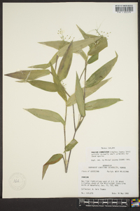 Panicum commutatum image