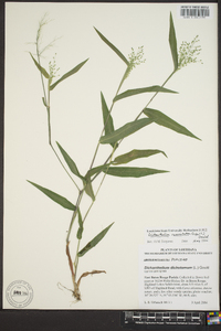 Panicum commutatum image