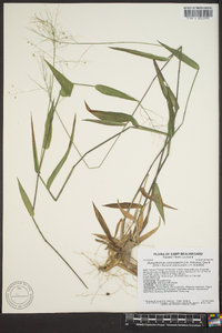 Panicum commutatum image